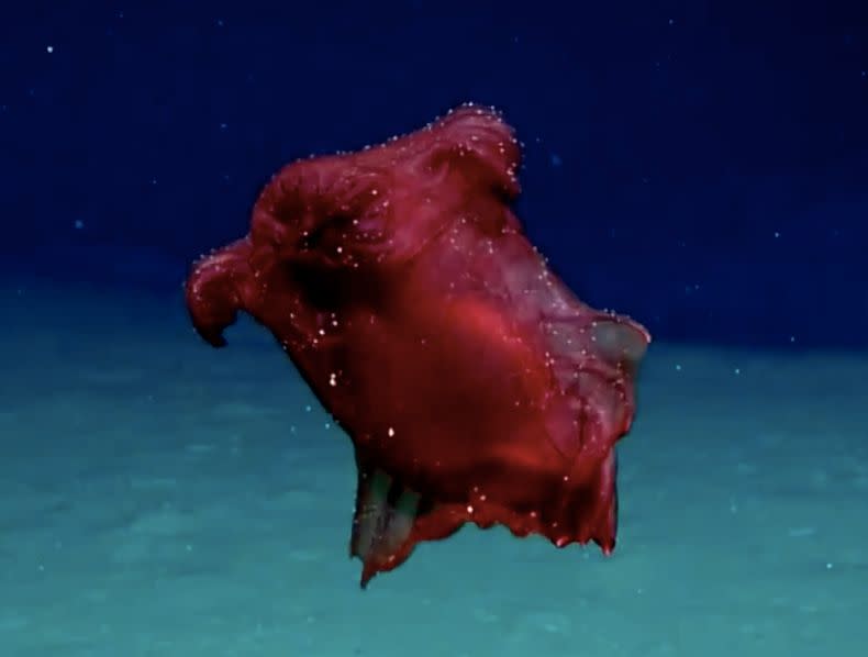 Enypniastes eximia, the &ldquo;headless chicken monster,&rdquo; feeds on the sea floor and has webbed body parts that allow it to swim. (Photo: Australia Dept. of the Enviroment and Energy)