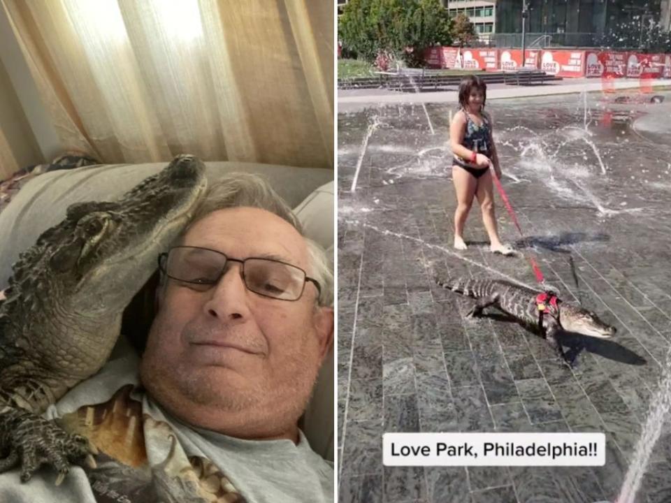 A composite image of Wally the Gator and his dad, Joie Henney, and a snapshot from the WallyGator TikTok showing a female walking Wally