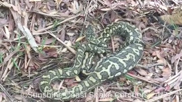 It is believed the eight-kilogram python had just eaten a cat and was found snoozing inside a Yandina kitchen earlier this week. Photo: Facebook