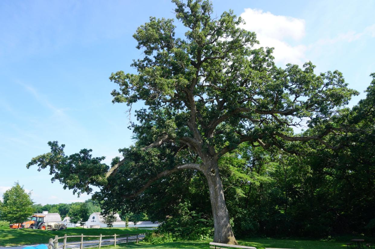 This bur oak is more than 200 years old at Arbor Day Farm in Nebraska.