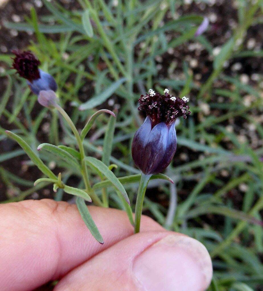 El chepiche es una hierba aromática larga y delgada que termina en una flor morada