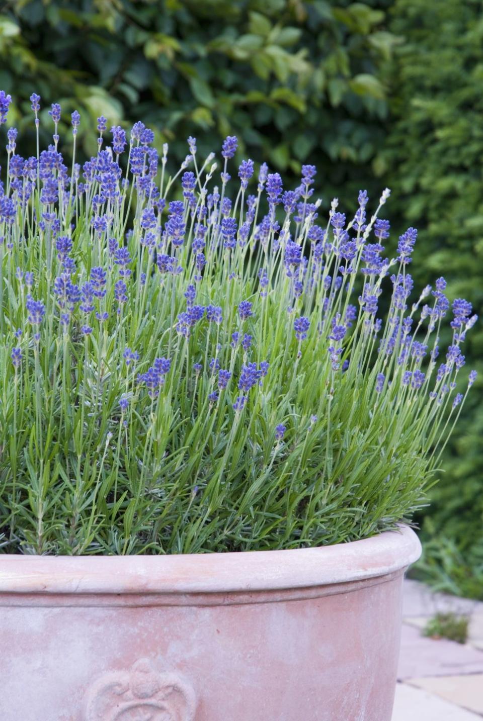 patio plants, lavender plant in a pot outdoors
