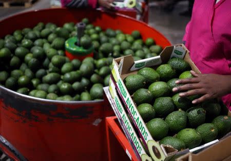 Workers sort avocados at a farm factory in Nelspruit in Mpumalanga province, about 51 miles (82 km) north of the Swaziland border, South Africa, June 14, 2018. Picture taken June 14, 2018. REUTERS/Siphiwe Sibeko