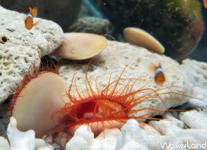 The lima scabra, also known as the flame scallop, shines with glowing light in its bright red tentacles like a flame in the ocean. (Courtesy of National Museum of Marine Biology and Aquarium in Pingtung)