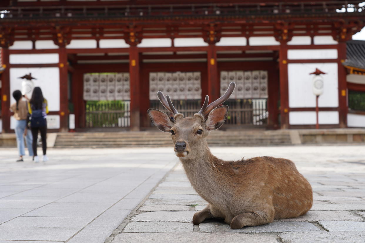 NARA, JAPAN - 2020/06/17: A sika deer sits on a footpath at the deserted Todaiji Temple. The UNESCO World Heritage listed temple is reopened as the state of emergency has been completely lifted. Japan received an estimated 1,700 foreign travelers in May, the lowest since 1964 when the government started the survey. (Photo by Jinhee Lee/SOPA Images/LightRocket via Getty Images)