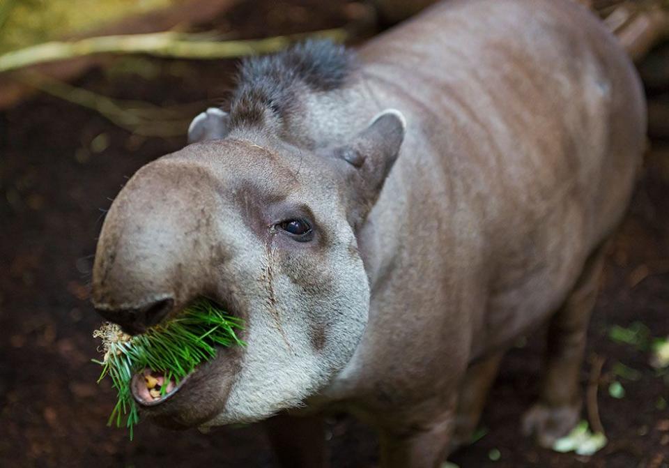 Tapir