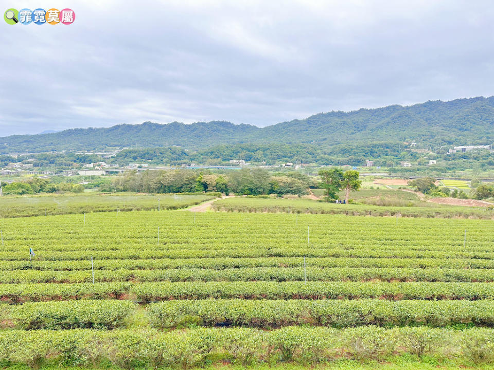 苗栗銅鑼茶廠