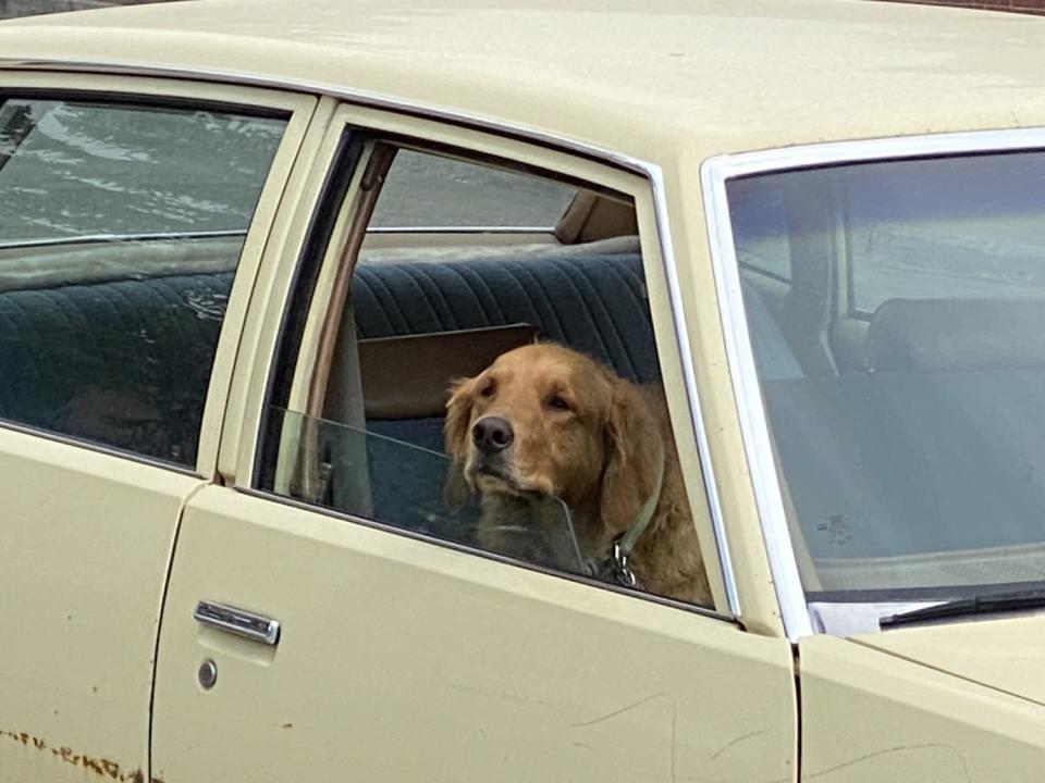 Lilly awaits her owner, Norman Winings, in a 1979 Pontiac Leman recently the Leadville, Colo., post office.