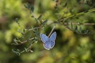 A reverdin's blue butterfly (plebejus argyrognomon) sits on flower at a wildlife sanctuary in Milovice, Czech Republic, Wednesday, July 22, 2020. Wild horses, bison and other big-hoofed animals once roamed freely in much of Europe. Now they are transforming a former military base outside the Czech capital in an ambitious project to improve biodiversity. Where occupying Soviet troops once held exercises, massive bovines called tauros and other heavy beasts now munch on the invasive plants that took over the base years ago. (AP Photo/Petr David Josek)