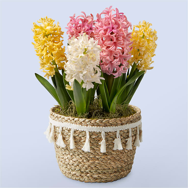 <p><a href="https://go.redirectingat.com?id=74968X1596630&url=https%3A%2F%2Fwww.proflowers.com%2Fproduct%2Fpastel-beauty-hyacinth-bulb-garden-prd-p4220&sref=https%3A%2F%2Fwww.womansday.com%2Frelationships%2Fg60168417%2Fjust-because-gifts%2F" rel="nofollow noopener" target="_blank" data-ylk="slk:Shop Now;elm:context_link;itc:0;sec:content-canvas" class="link ">Shop Now</a></p><p>Pastel Beauty Hyacinth Bulb Garden</p><p>proflowers.com</p><p>$48.00</p><span class="copyright">Proflowers</span>