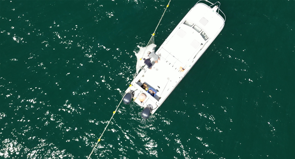 A dead manta ray in shark nets shot from above using a drone. Contractors in a boat are beside it.