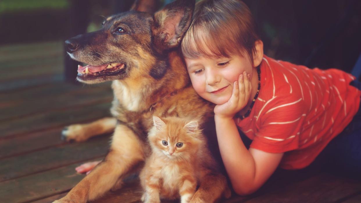  Little boy with dog and kitten. 