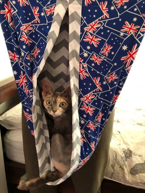 A cat sits in a makeshift joey pouch crafted for animals affected by Australia bushfires, seen in this January 6, 2020 image obtained via social media, Tauranga, New Zealand