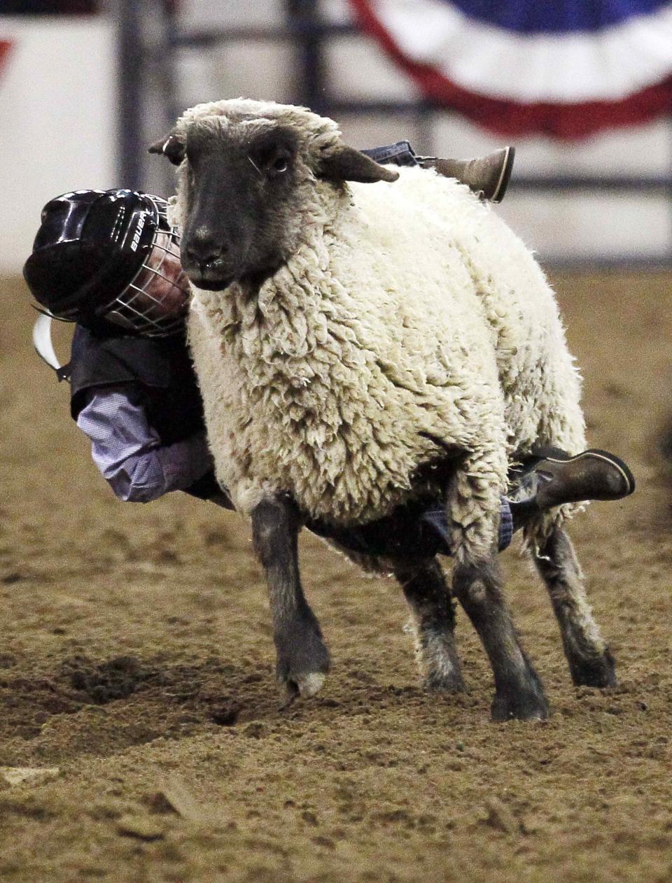 Robby Milky hangs onto a sheep in the "Mutton Bustin'" competition at the 108th National Western Stock Show in Denver