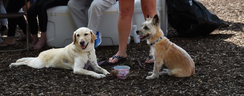 Four-legged friends enjoy Empty Bowls fundraiser held Saturday, Jan. 21, 2023 in Cambier Park in Naples. Proceeds provide food support to the needy.