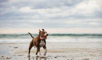 <p>Look at how happy this good dog is playing on the beach. </p>