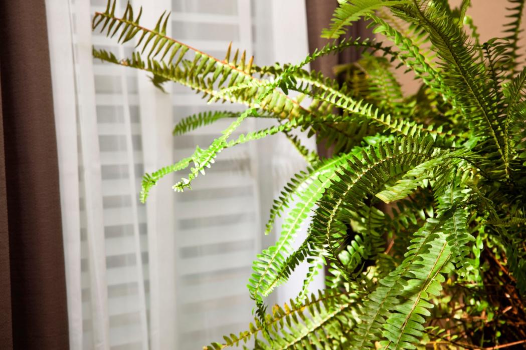 boston fern sitting near window