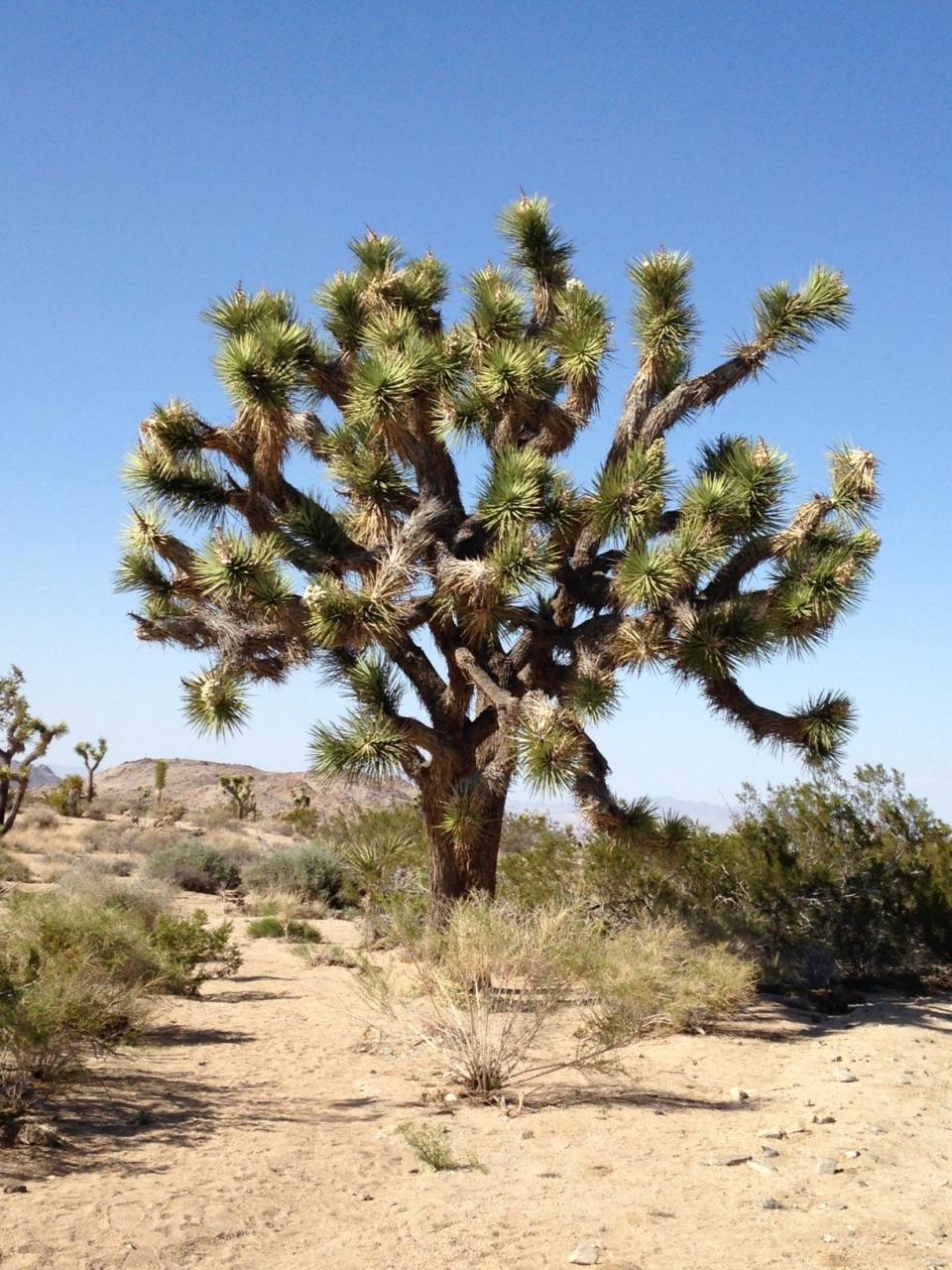 Joshua Tree forests inhabit the northern sections of Joshua Tree National Park.