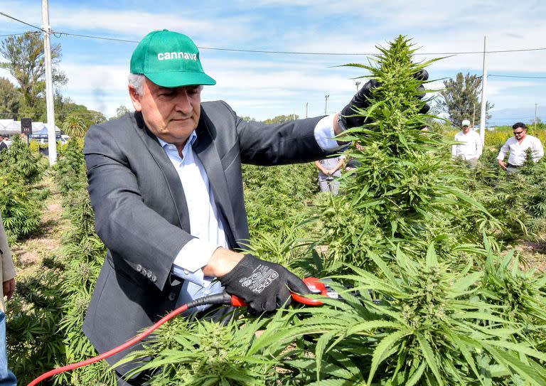 Gerardo Morales en la cosecha de 35 ha de cannabis medicinal de producción pública