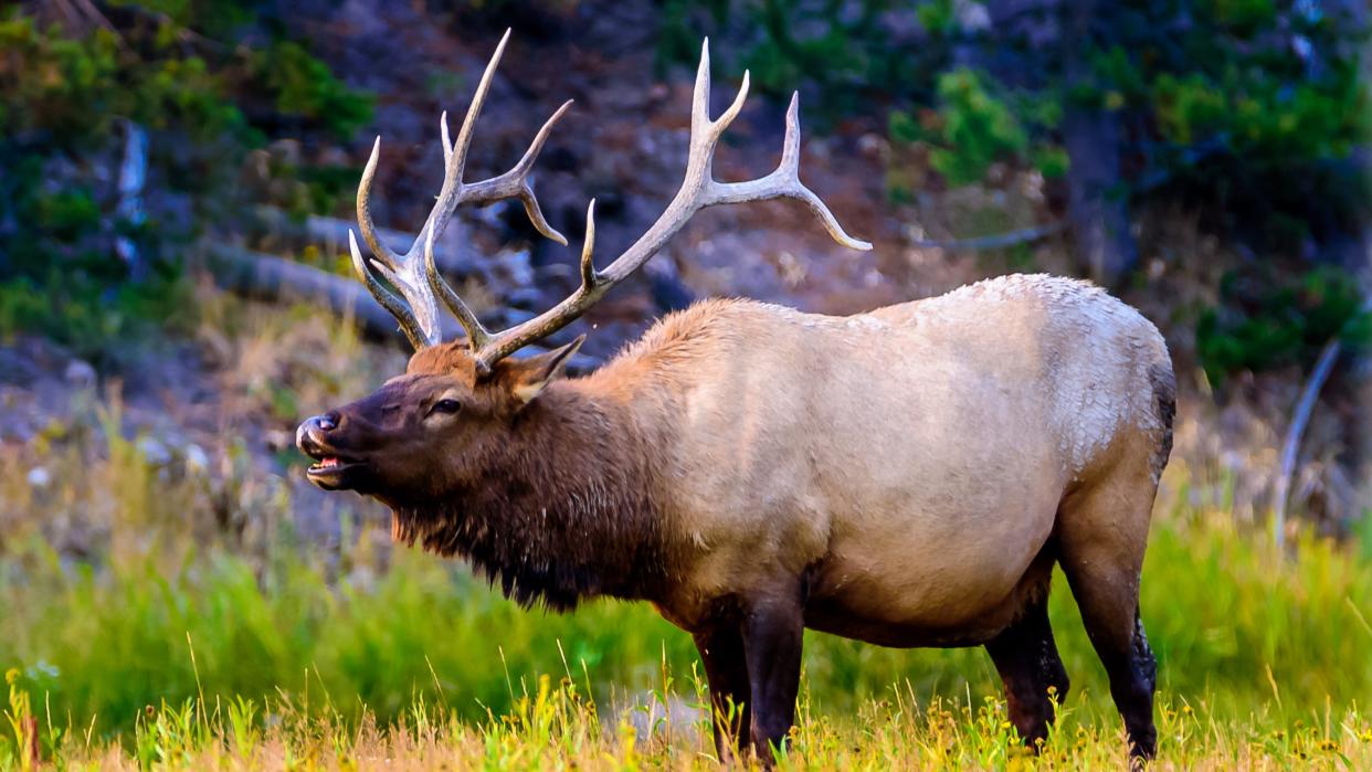  Bull elk at Yellowstone National Park, Wyoming, USA 