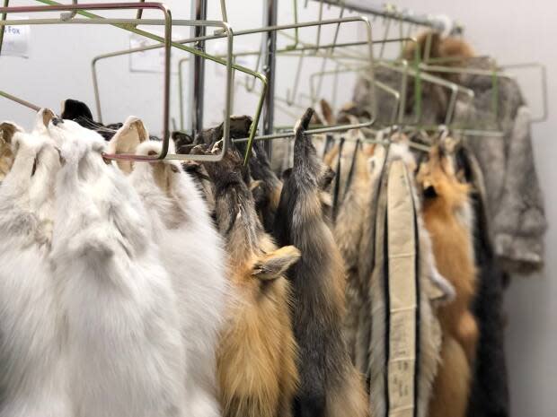 A rack of fox pelts on display in the Yellowknife offices of Francois Rossouw, a furbearer biologist with the N.W.T. Department of Environment and Natural Resources.  (John Last/CBC - image credit)