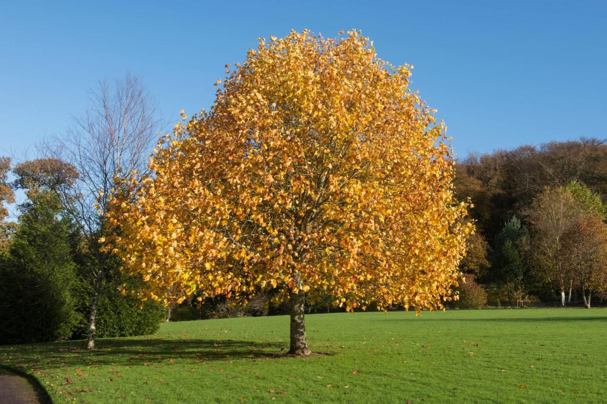 Yellow Autumn Leaves on a Deciduous Tulip Tree (Liriodendron tulipifera) Growing in a Garden