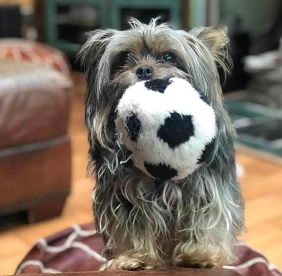 ChewB is a 6-year-old Yorkie owned by Hendersonville's John and Nancy Koerber. John Koerber and ChewB survived a bear attack in his front yard on April 27.