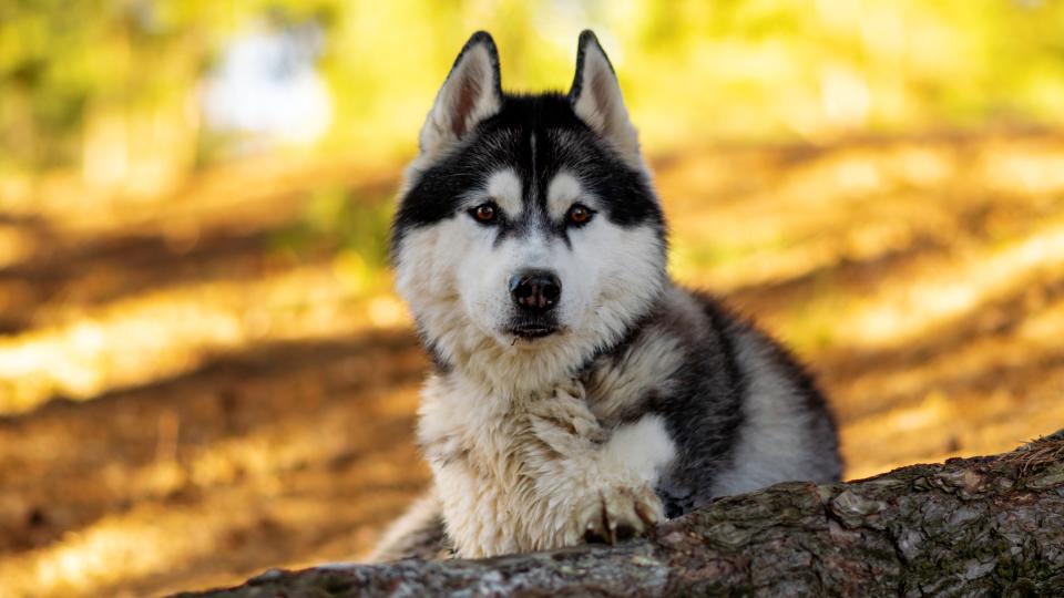 Siberian Husky