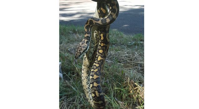 The huge carpet python decided to slither into bed for an unwanted cuddle. Source: Facebook.