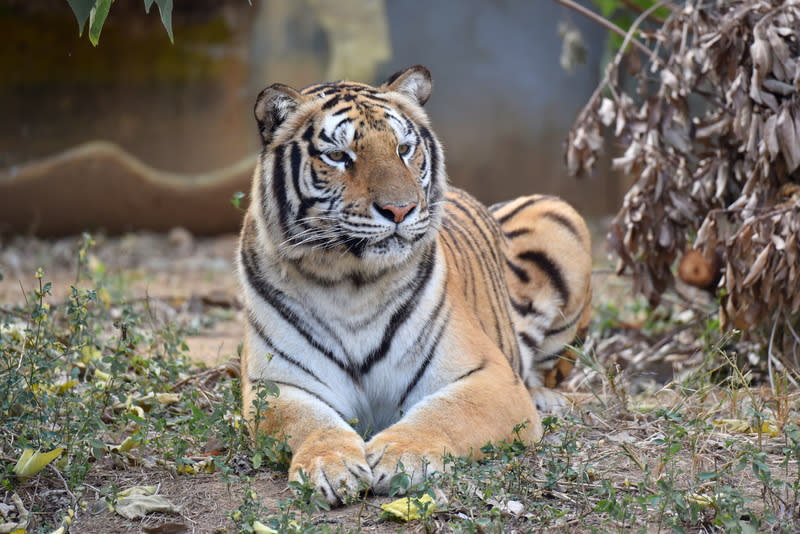 竹市動物園孟加拉虎定名「睏寶」 新竹市立動物園今年初向六福村借展1隻孟加拉虎， 園方舉辦命名票選活動，20日正式揭曉新虎名字為 「睏寶」。 （新竹市立動物園提供） 中央社記者魯鋼駿傳真  113年4月20日 