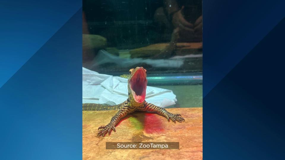 For the first time ever, ZooTampa at Lowry Park hatched endangered Komodo dragons.