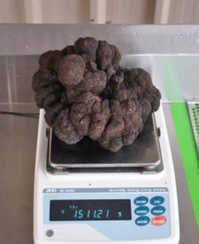 The 1.5kg truffle. Source: Supplied