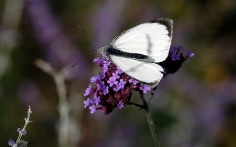 Pollinators and insects are now thriving at Knepp - Credit: Christopher Pledger