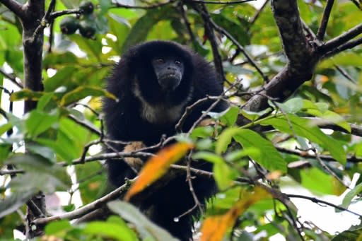 A zogue zogue monkey (Callicebus torquatus) eats fruits in a tree at the Amana Sustainable Development Reserve, in Amazonas State, northern Brazil