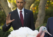 <p>President Barack Obama pardons Abe, the National Thanksgiving Turkey, Wednesday, Nov. 25, 2015, during a ceremony in the Rose Garden of the White House in Washington. This is the 68th anniversary of the National Thanksgiving Turkey presentation. (Photo: Evan Vucci/AP) </p>