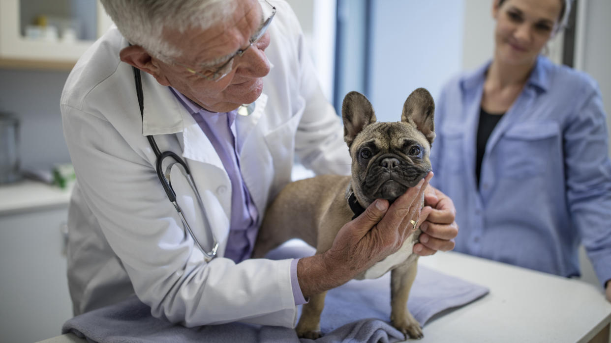  Vet examining French bulldog. 