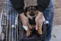 One of 50 dogs at Front Street Animal Shelter in Sacramento, California, is loaded into a crate for a flight to a no-kill shelter in Idaho, December 9, 2013. Picture taken December 9, 2013. REUTERS/Max Whittaker