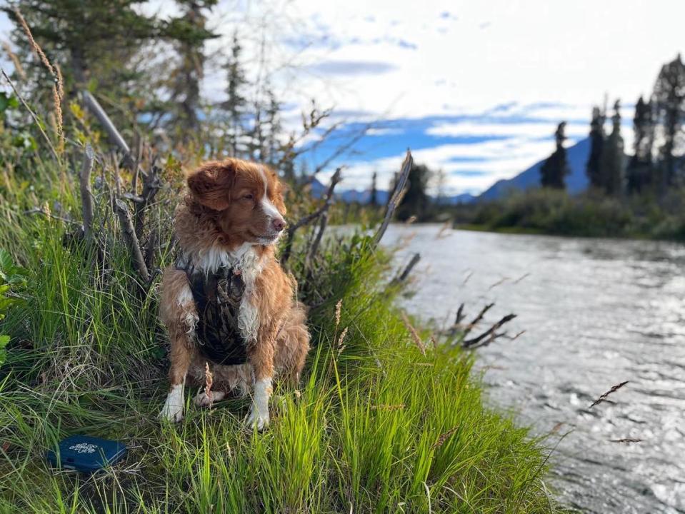 Haines Junction resident Jessica Baronette had her dog Tikka microchipped as soon as she learned that all dogs must be microchipped to cross the border into the United States as of Aug. 1.