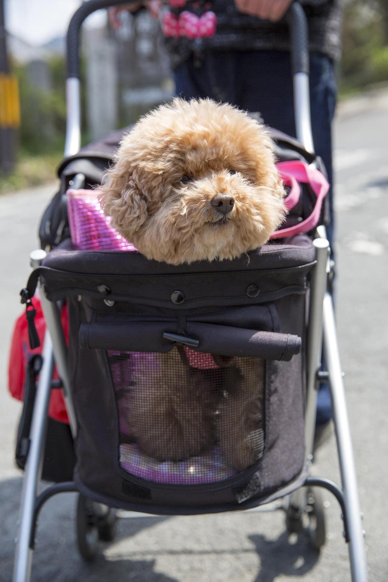 Closeup of a small dog hanging head out of a pet stroller, being pushed in the black stroller with a blurred background of person pushing stroller, road, and outside