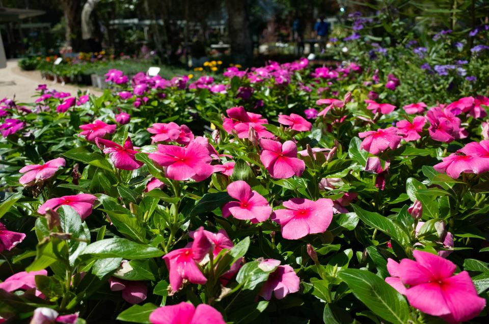 Annual vinca, or Madagascar periwinkle, will flower all summer in full sun and well-drained soil.