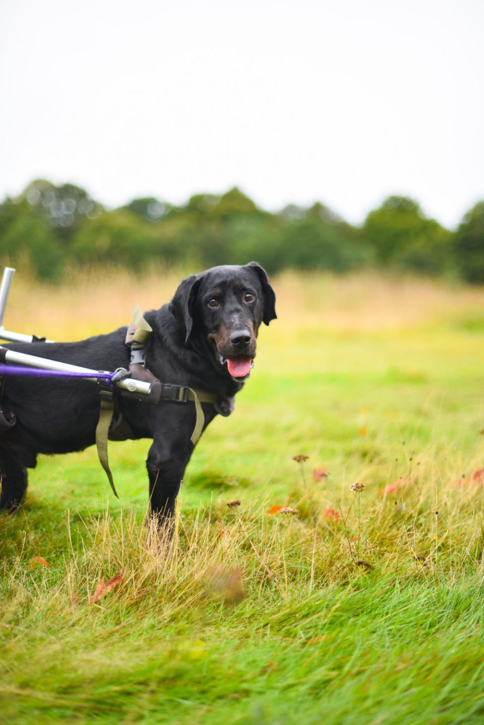 Jack is delighted with his new home (rawpawsphotography/PA Real Life)