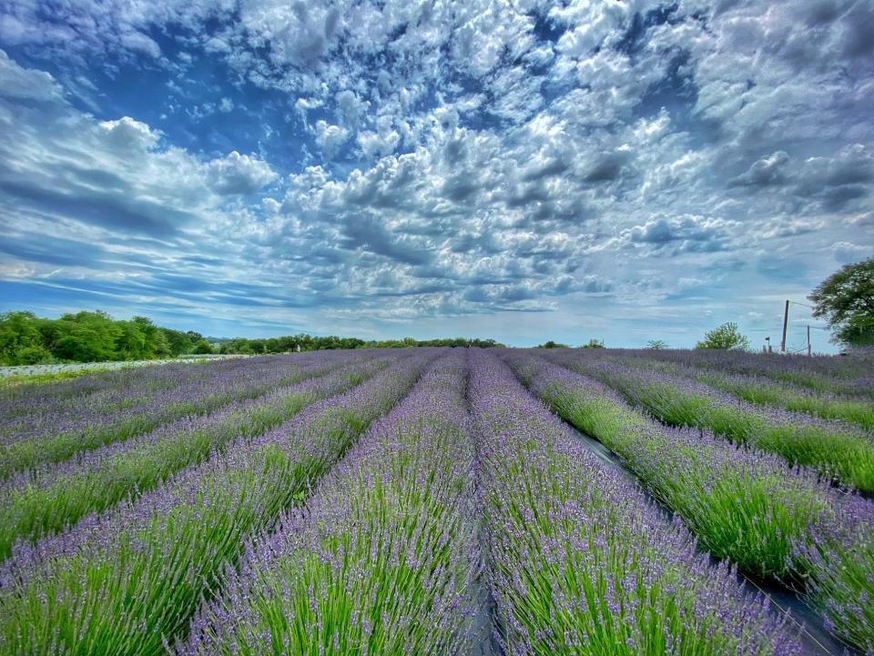 A field of lavender at PepperHarrow, a flower farm located in Madison County.