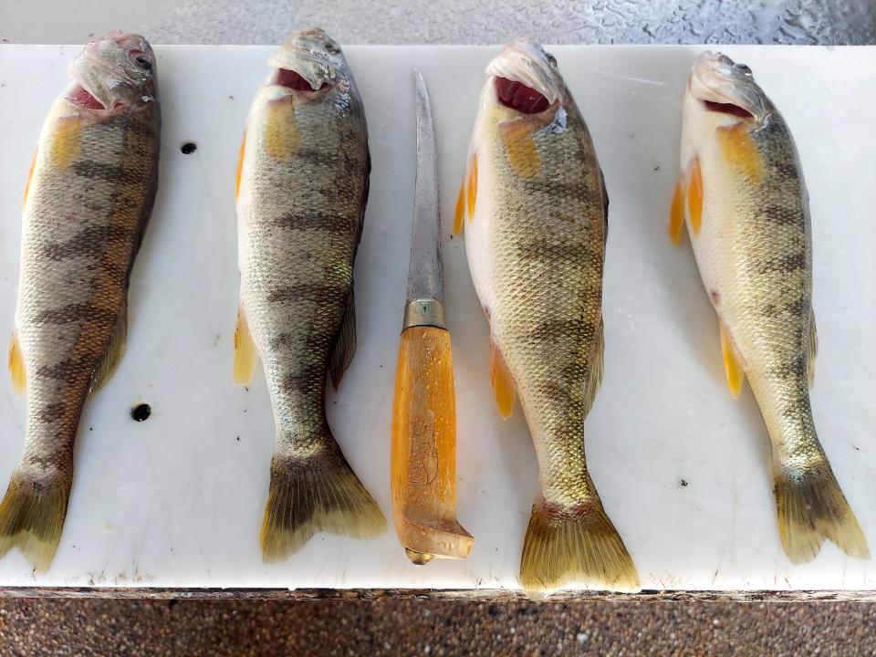Four yellow perch caught Friday by Tim Hansen of Racine while fishing in Lake Michigan on Racine's South Pier.