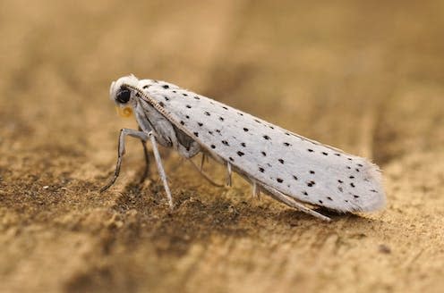 <span class="caption">Ermine moths are deaf, but have an intricate wing structure that protects them from bats by producing warning clicks when they fly.</span> <span class="attribution"><a class="link " href="https://www.shutterstock.com/image-photo/detailed-closeup-on-white-speckled-yponomeuta-2169581991" rel="nofollow noopener" target="_blank" data-ylk="slk:HWall/Shutterstock;elm:context_link;itc:0;sec:content-canvas">HWall/Shutterstock</a></span>