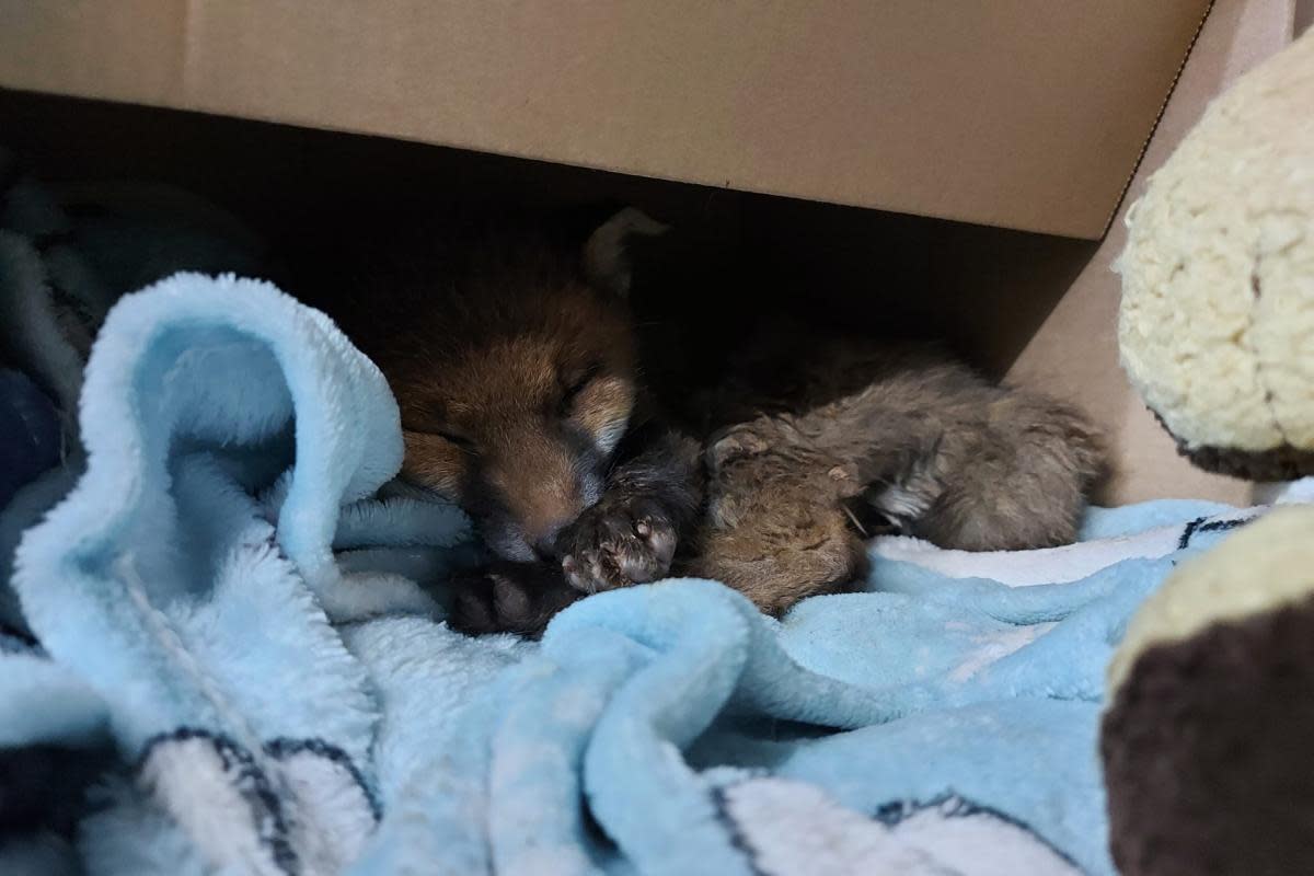 The fox cub was found 'dehydrated and smelly' <i>(Image: East Sussex Wildlife Rescue and Ambulance Service)</i>