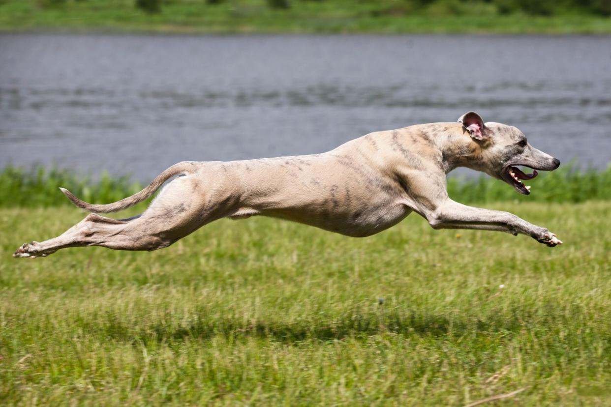 Whippet dog running