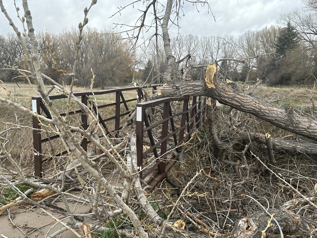 Fallen tree debris covers a bridge and blocks access to the Spring Creek Trail near Rolland Moore Park on Saturday, April 6, 2024 in Fort Collins, Colo.