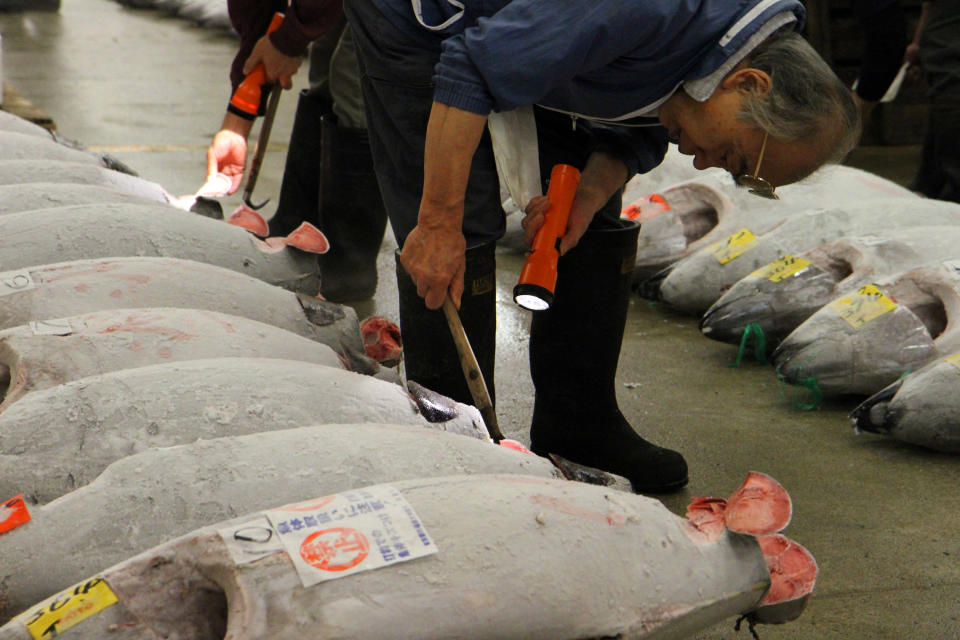 This Oct. 15, 2012 photo shows whole tunas being inspected at the Tsukiji fish market in Tokyo. Tsukiji is the biggest fish market in the world, and tourists willing to line up well before dawn can view the rapid-fire auctions where the giant fish are sold. (AP Photo/Fritz Faerber)