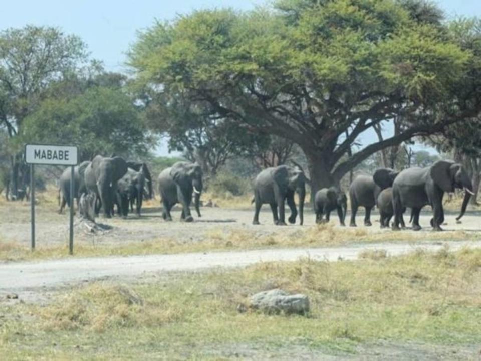  (Okavango Express)