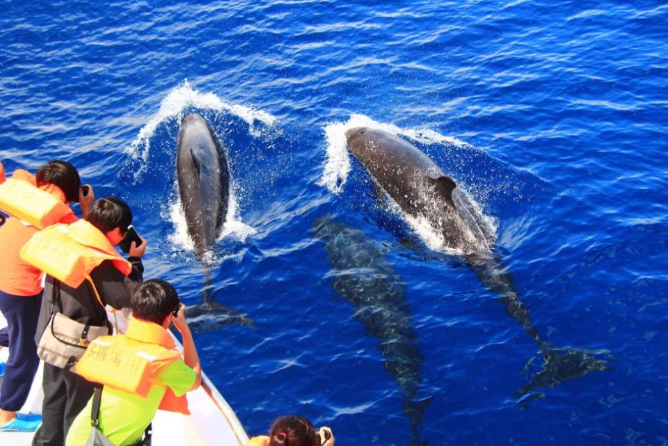 [KKday x Heineken 0.0] Taiwan Hualien Whale & Dolphin Watching Cruise with Transfer Service (limited offer). (Photo: KKday SG)